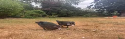 Ducks poultry for sale: Muscovy Ducks for sale - Male & Female - Advert 2