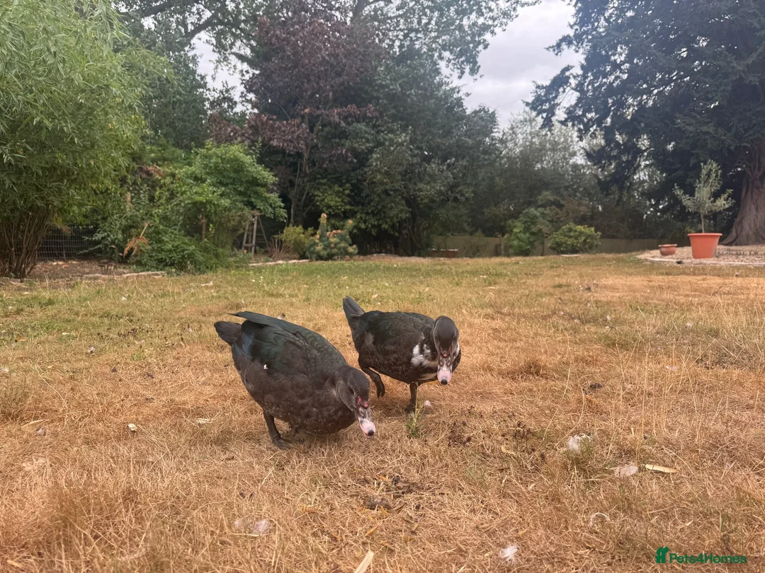 Ducks poultry for sale: Muscovy Ducks for sale - Male & Female - Advert 2