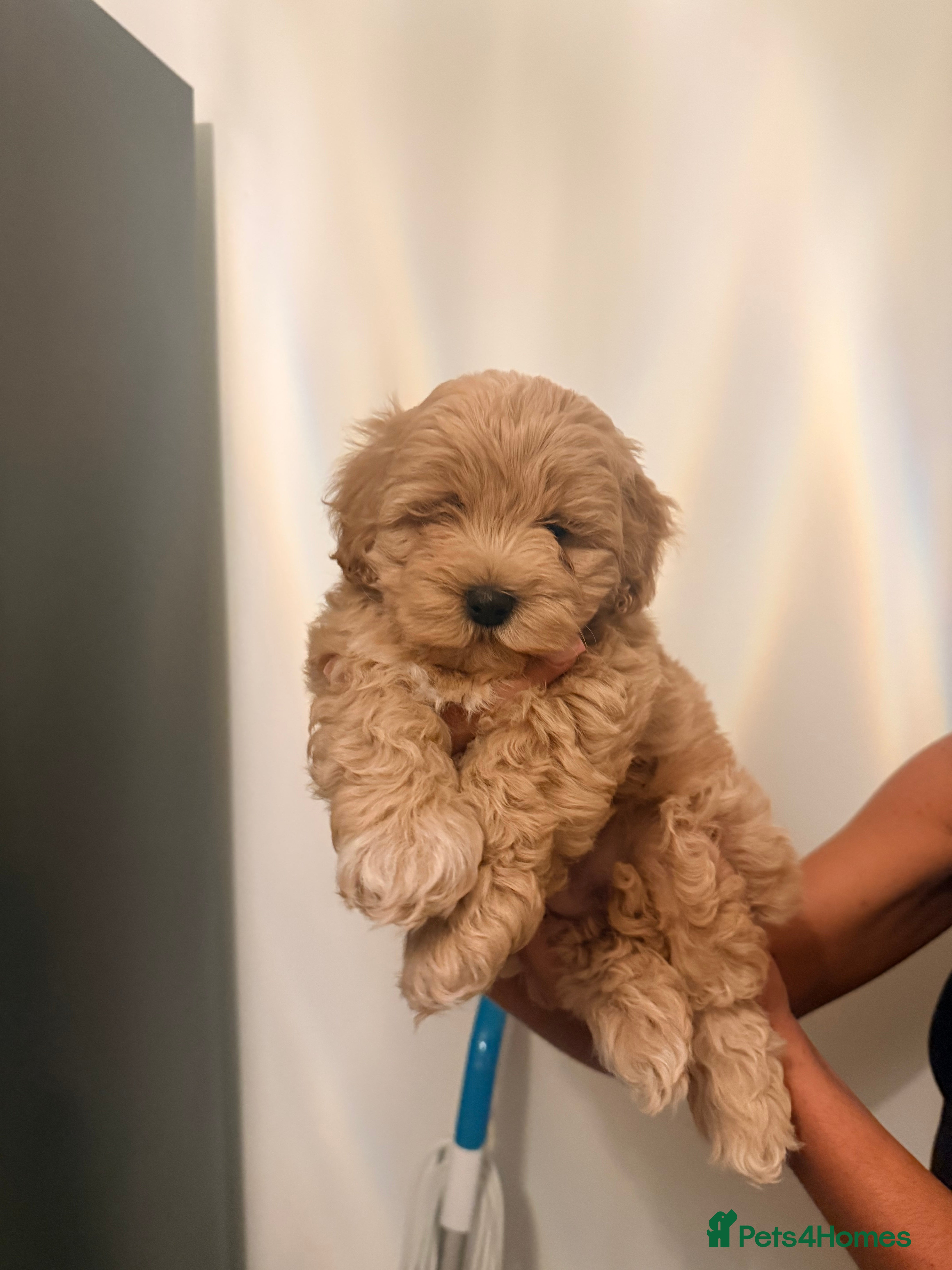 Maltipoo dogs Health tested parents 1 boy remaining  - Advert 4