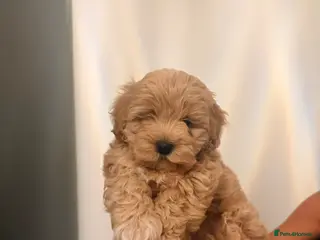 Maltipoo dogs Health tested parents 1 boy remaining - Advert 4