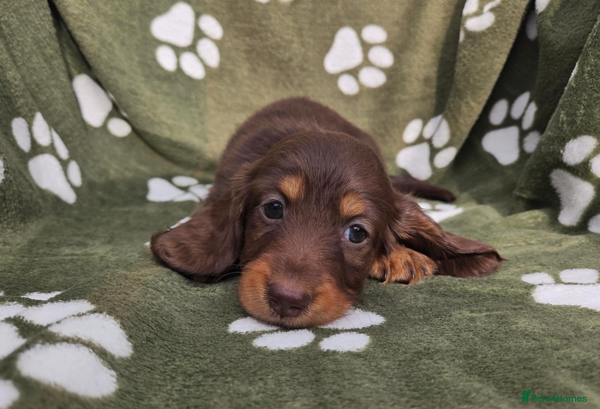 Miniature Dachshund dogs Stunning KC Registered Longhaired Mini Dachshunds - Advert 2
