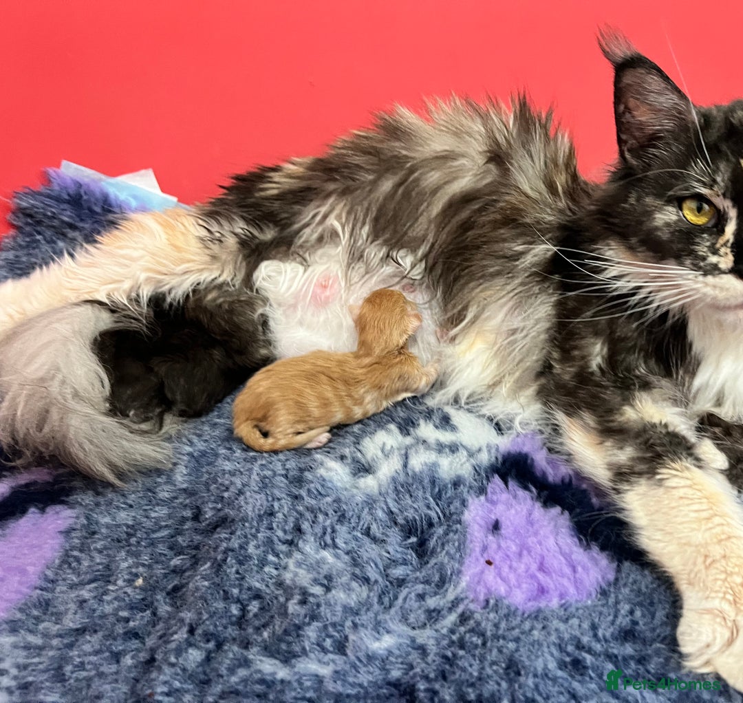 Maine Coon cats for sale: Polydactyl Maine Coon Kittens! - Advert 2