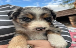 Border Collie dogs for sale: 6 Border Collie Pups for Sale ! - Image 8