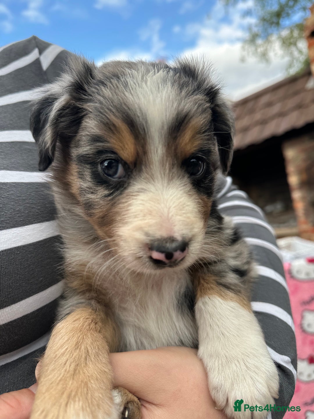 Border Collie dogs for sale: 6 Border Collie Pups for Sale ! - Image 8