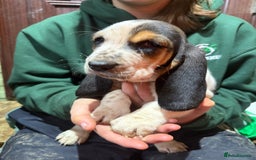 Basset Hound dogs for sale: Tri coloured basset puppies  - Advert 4