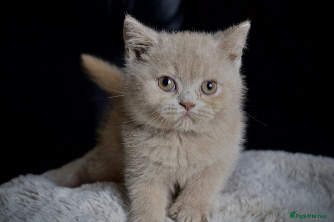 Brazilian Shorthair cats for sale: Beautiful bsh kittens, looking for new homes.  - Image 9