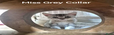 Miss Grey Collar 
