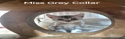 Bengal cats for sale: Beautiful Bengal Silver Marbled and Snow girls.  - Advert 8