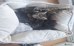 Mixed Breed cats for sale: Adorable Kittens Looking for Loving Homes! - Image 1