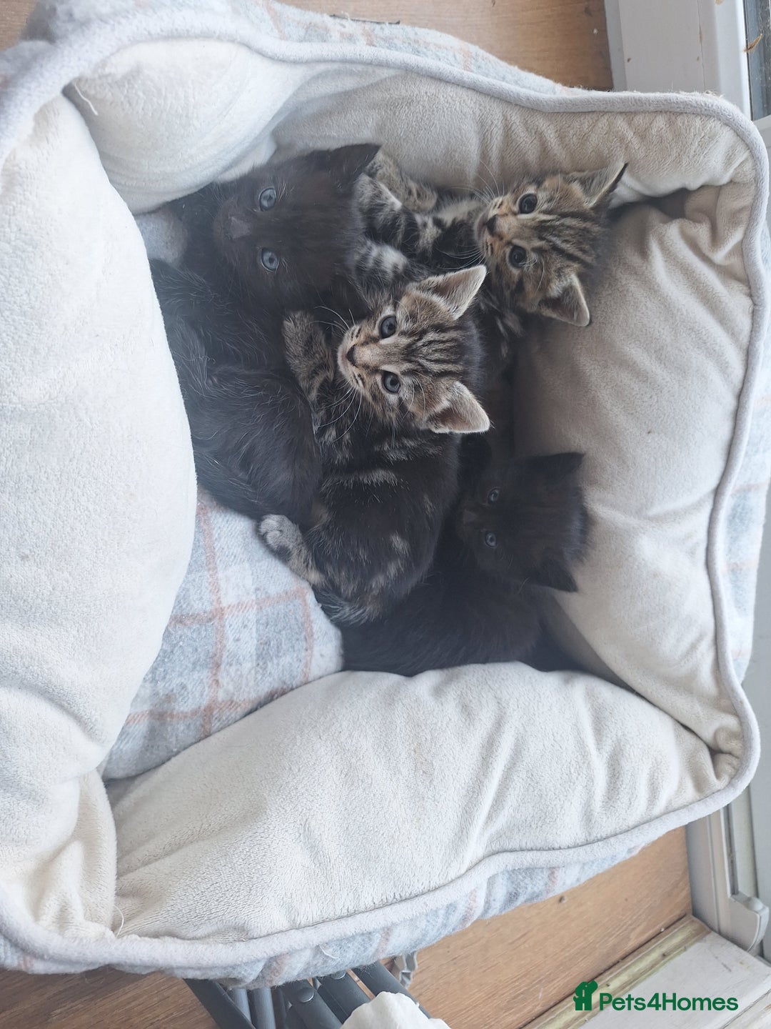 Mixed Breed cats for sale: Adorable Kittens Looking for Loving Homes! - Image 1