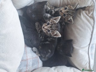 Mixed Breed cats - Advert 36