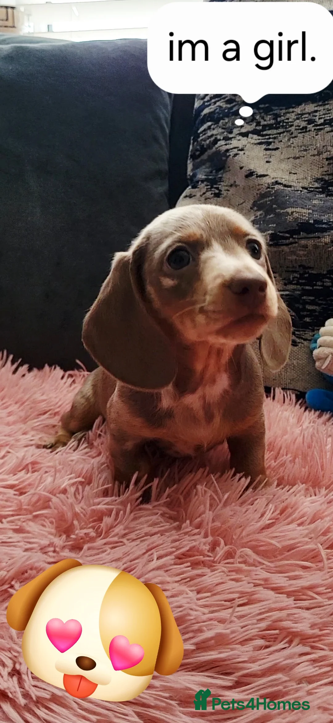 Miniature Dachshund dogs for sale: Minature dachshunds puppies "7 weeks old" - Advert 14
