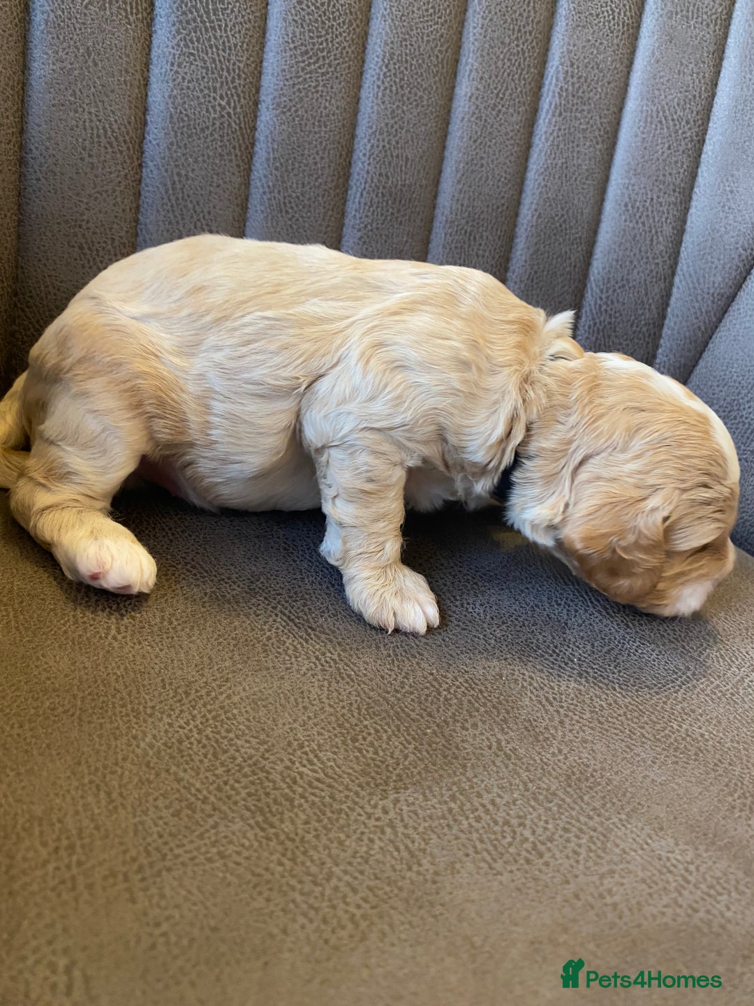 Cockapoo dogs for sale: Cockapoo Puppies - 2 male - 4 female - Image 3