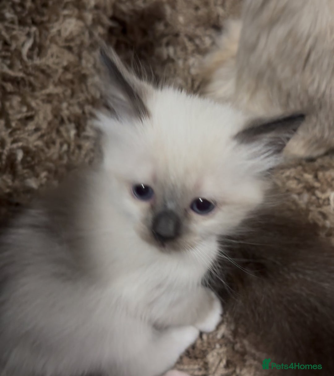 Ragdoll cats for sale: Adorable Ragdoll kittens - Image 1