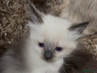 Ragdoll cats - Advert 4