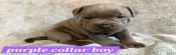 Staffordshire Bull Terrier dogs for sale: Tiny paws,  Big personalities 🐾❤️ - Advert 20