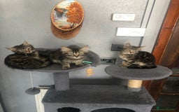 Mixed Breed cats for sale: Beautifully kittens ready for new home - Image 4