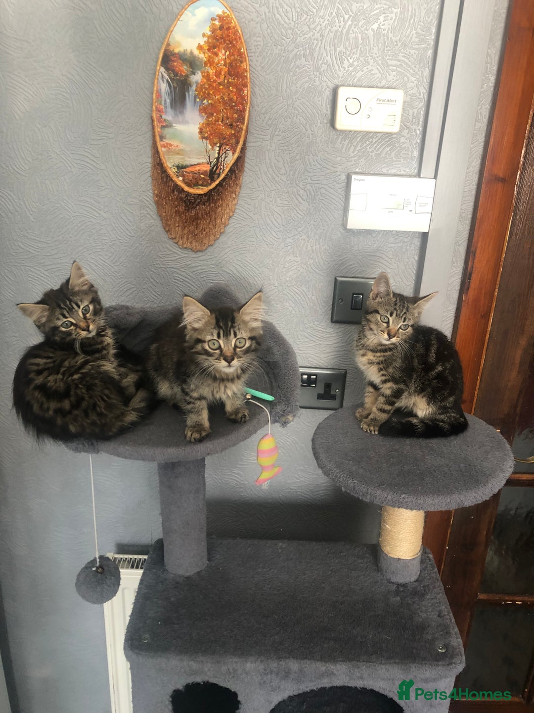 Mixed Breed cats for sale: Beautifully kittens ready for new home - Image 4