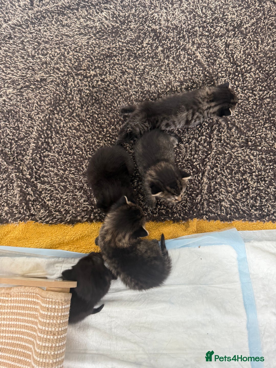 Mixed Breed cats for sale: Much loved and spoiled kittens  - Image 2
