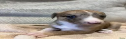 Mixed Breed dogs for sale: Whippet x lurcher pups - Advert 7