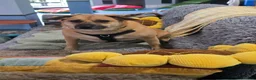 Mixed Breed dogs for adoption: Sweet Lennin looking for LOVE  - Advert 1