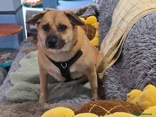 Mixed Breed dogs Sweet Lennin looking for LOVE - Advert 4