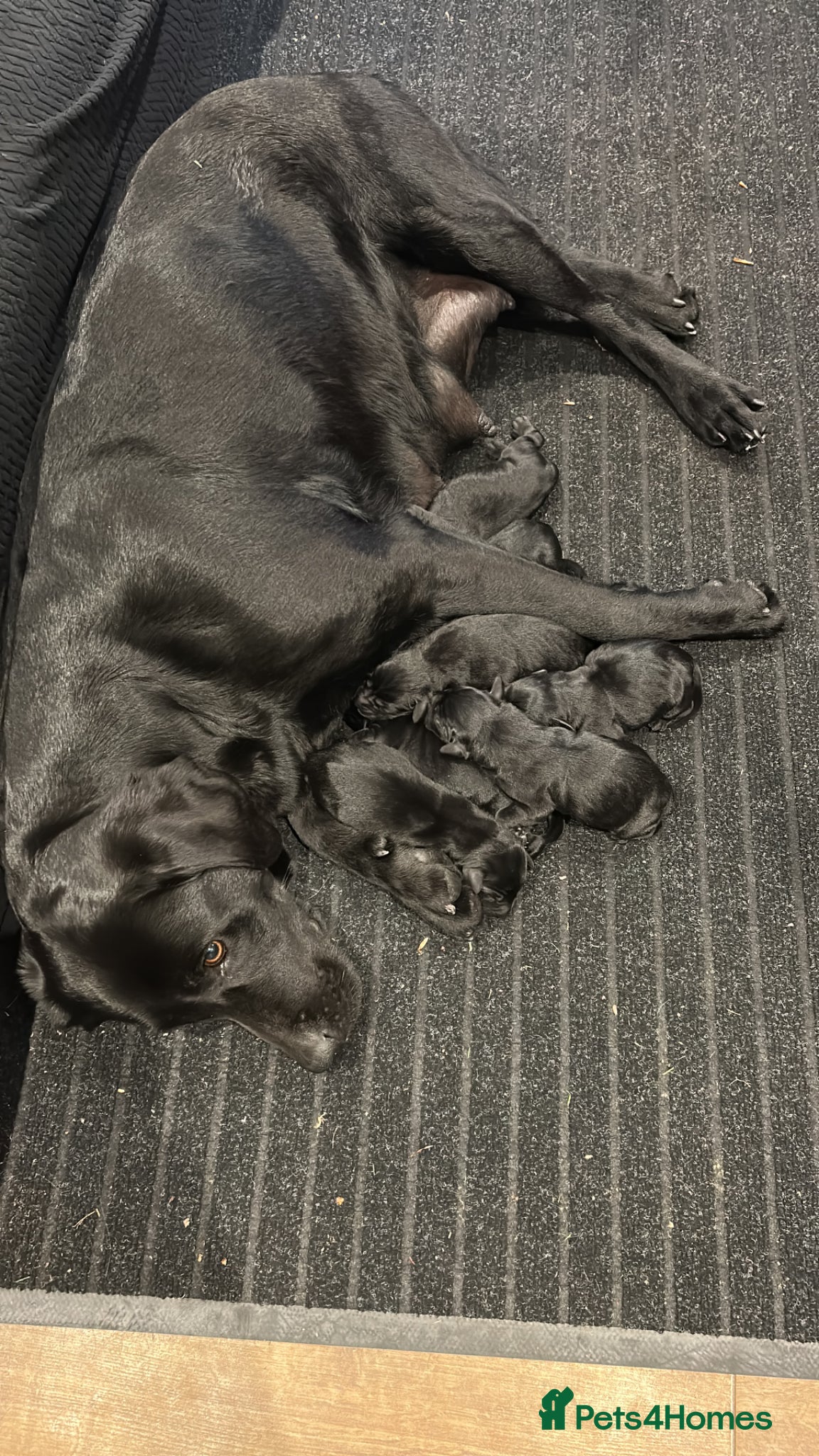 Labrador Retriever dogs KC registered Black Labrador Pups  - Advert 1