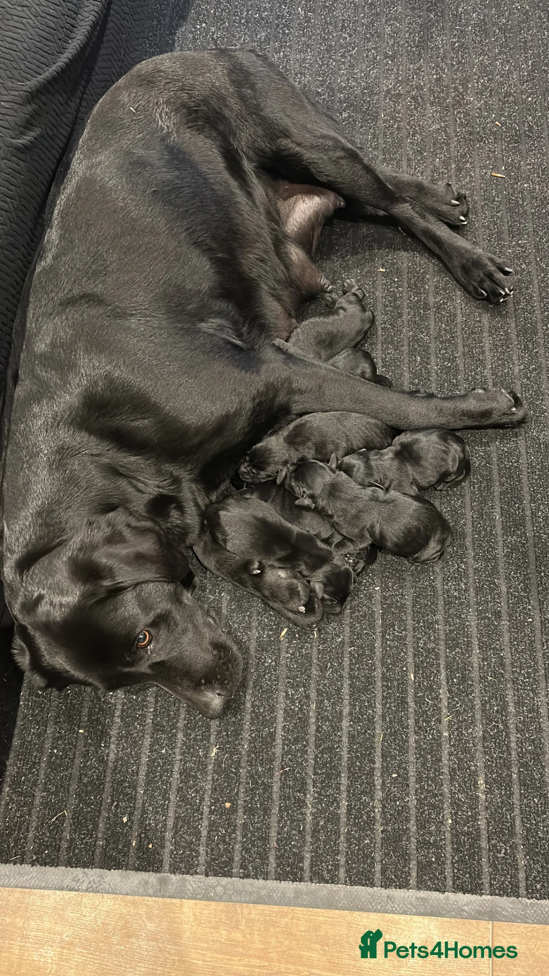 Labrador Retriever dogs for sale: KC registered Black Labrador Pups  in Scarborough - Advert 1