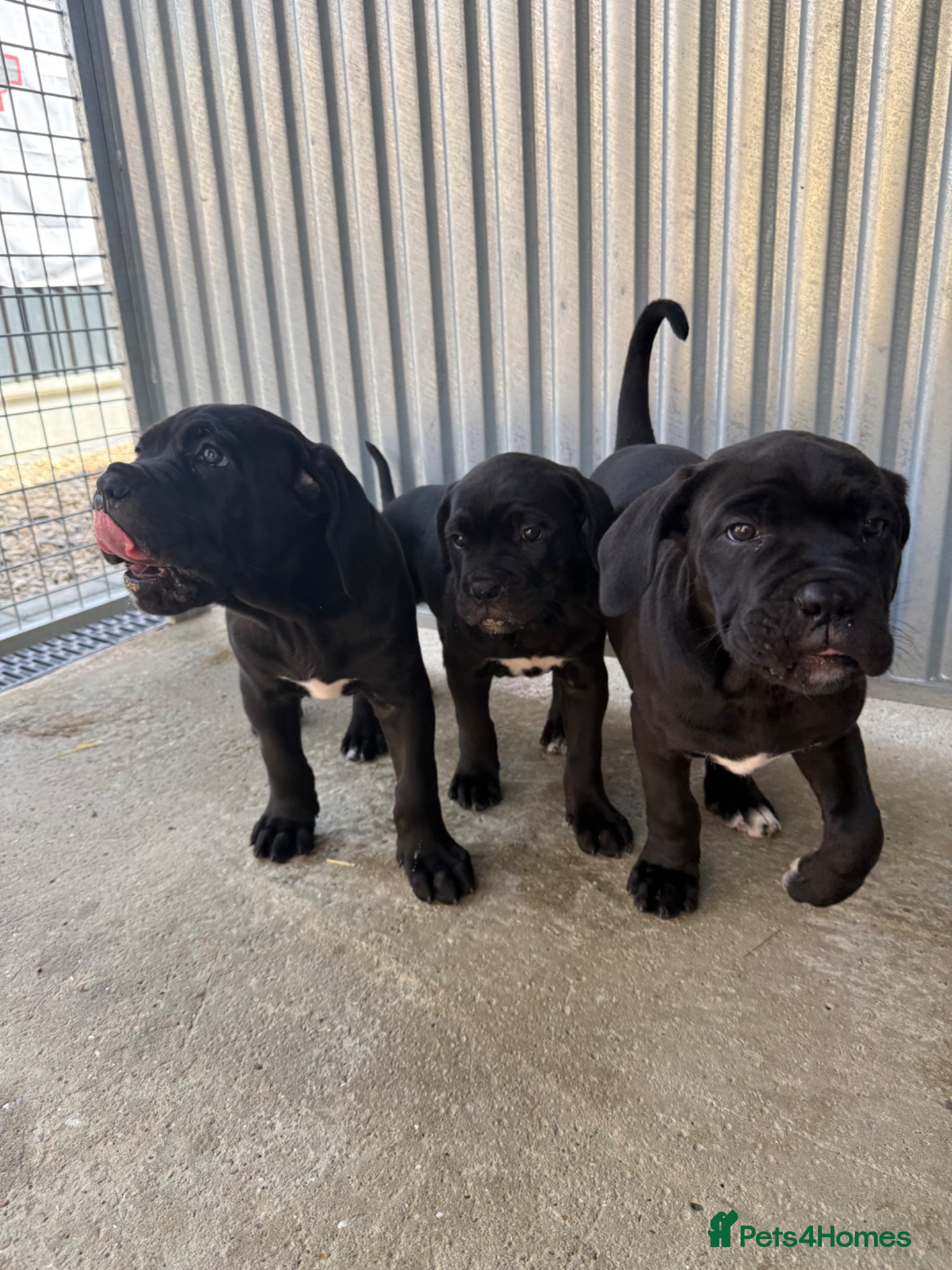 Cane Corso dogs CANE CORSO PUPPIES - Advert 9