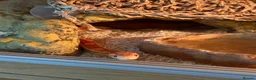 Corn Snake reptiles for sale: Corn snake & vivarium - Advert 1