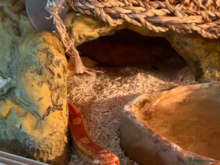 Corn Snake reptiles Corn snake & vivarium - Advert 10