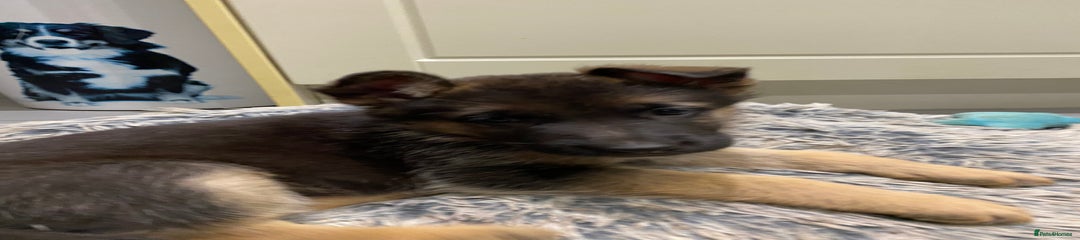 German Shepherd Puppy 3