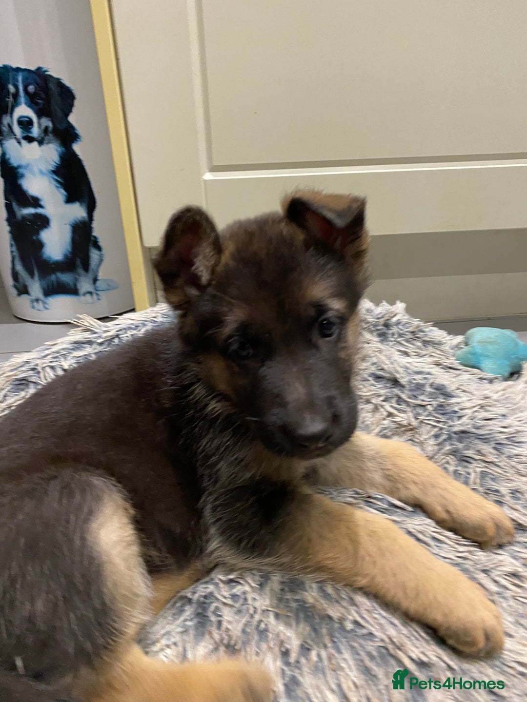 German Shepherd dogs for sale: KC Reg. Amazing Beautiful Girls Awaiting A Home ❤️ - Image 21