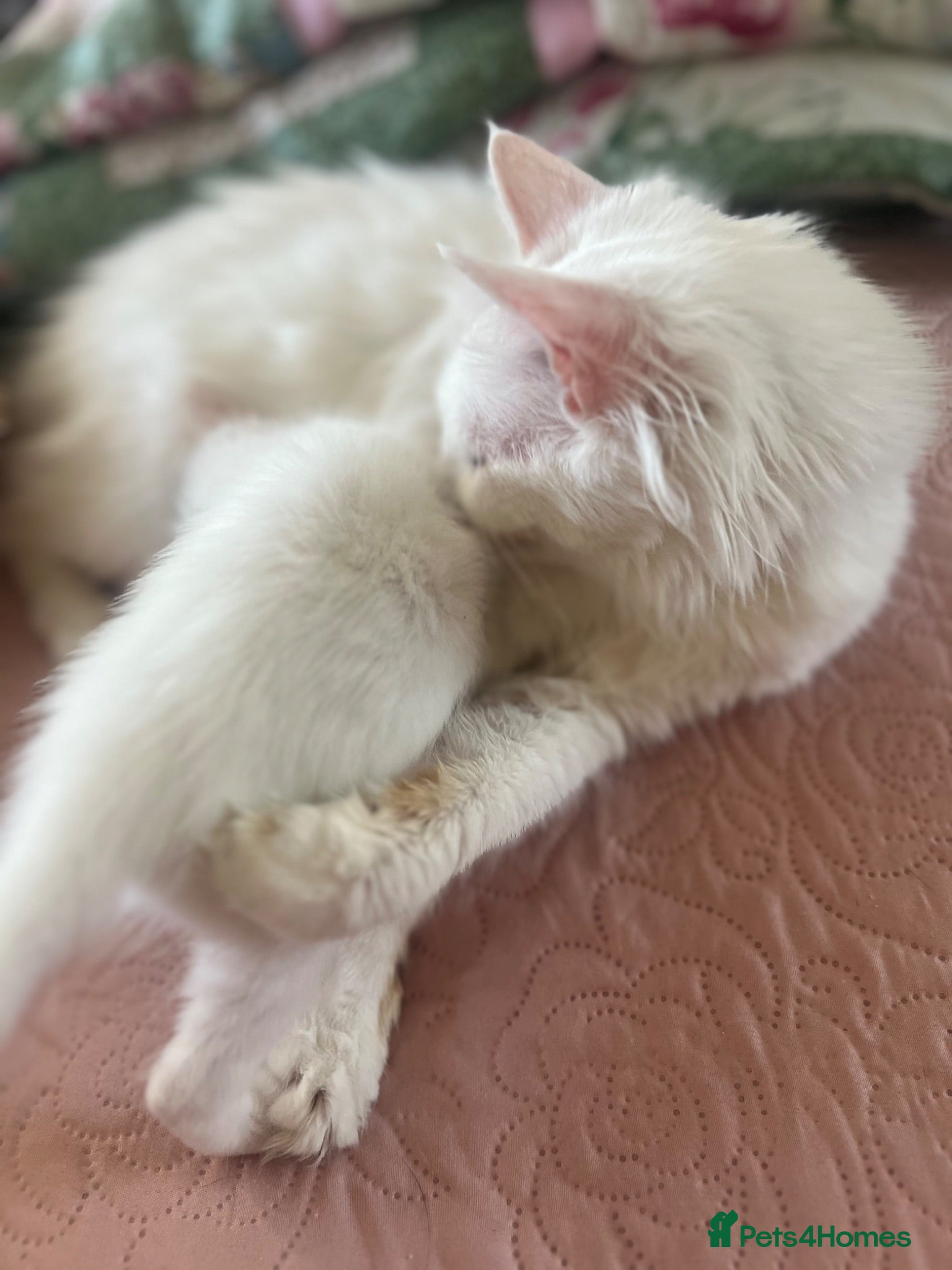 Turkish Van cats Turkish Van Kittens – Ready for Loving Homes - Advert 1