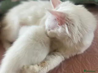 Turkish Van cats for sale: Turkish Van Kittens – Ready for Loving Homes - Advert 2