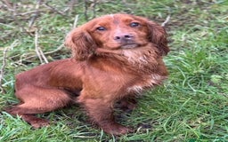 Cocker Spaniel dogs for sale: ⭐️READY TO GO!⭐️KC REG COCKER SPANIEL AGILITY FTC - Image 7