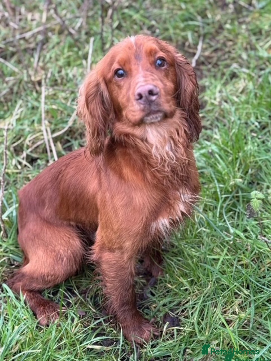 Cocker Spaniel dogs for sale: ⭐️READY TO GO!⭐️KC REG COCKER SPANIEL AGILITY FTC - Image 7