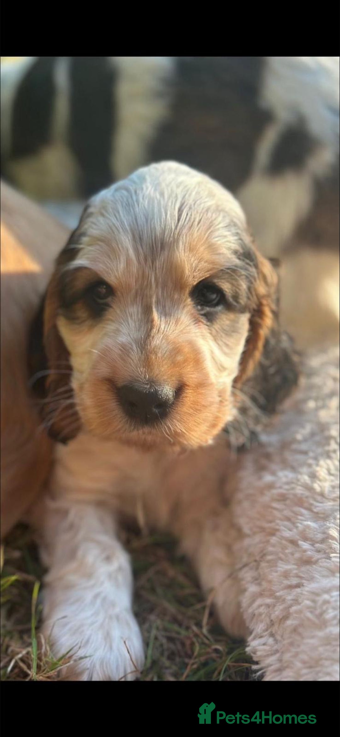 Cocker Spaniel dogs for sale: STUNNING Rizi Bizi sired Cocker puppies DNA Tested - Image 13