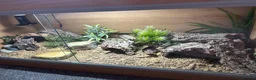 Leopard Gecko reptiles for sale: Full set up with Female Mack snow leopard gecko - Advert 9