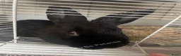 Mixed Breed rabbits for sale: 6 month old, beautiful black male rabbit  - Advert 3