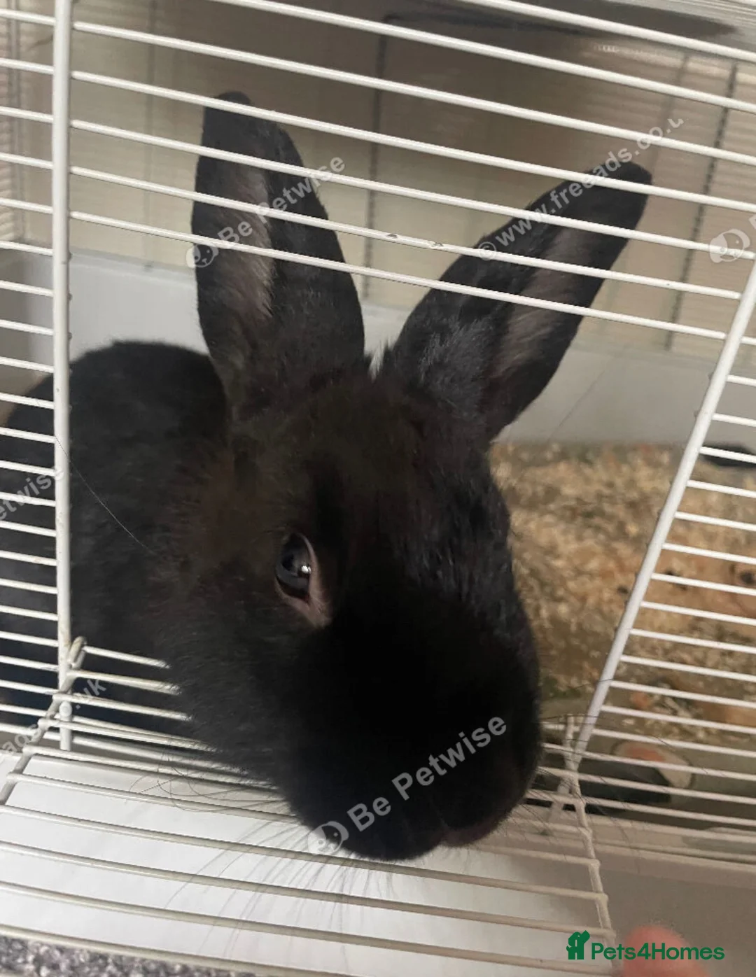 Mixed Breed rabbits for sale: 6 month old, beautiful black male rabbit  - Advert 3