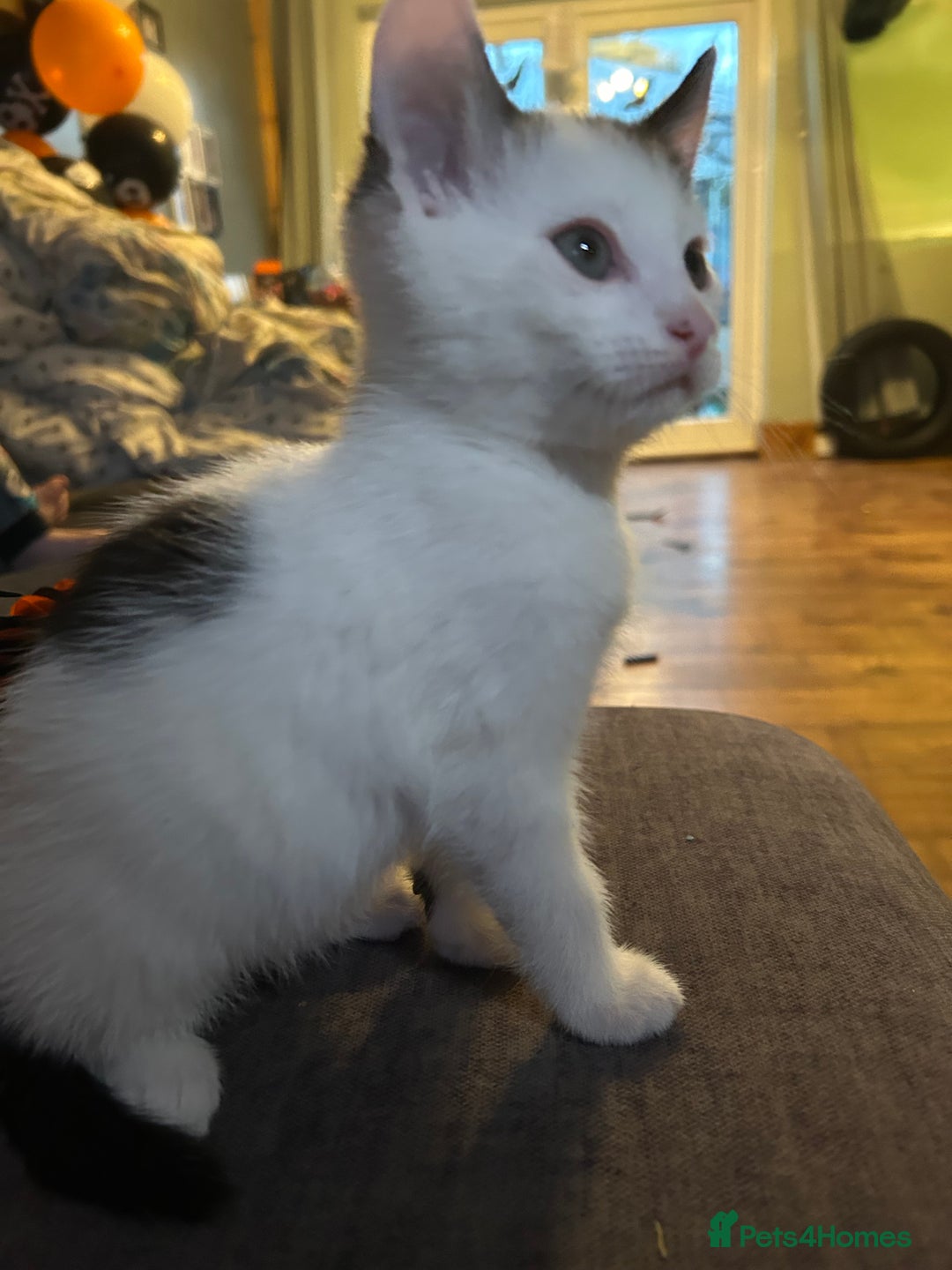 Mixed Breed cats for sale: Two white with black patches kittens  - Image 4