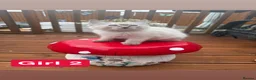 Ragdoll cats for sale: Stunning litter of ragdoll kittens  - Advert 7