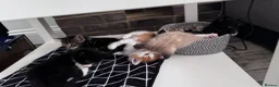 Mixed Breed cats for sale: 6 pretty little angel  in Northampton - Advert 9