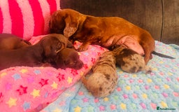 Miniature Dachshund dogs for sale: Stunning minature dachshund puppies - Image 28