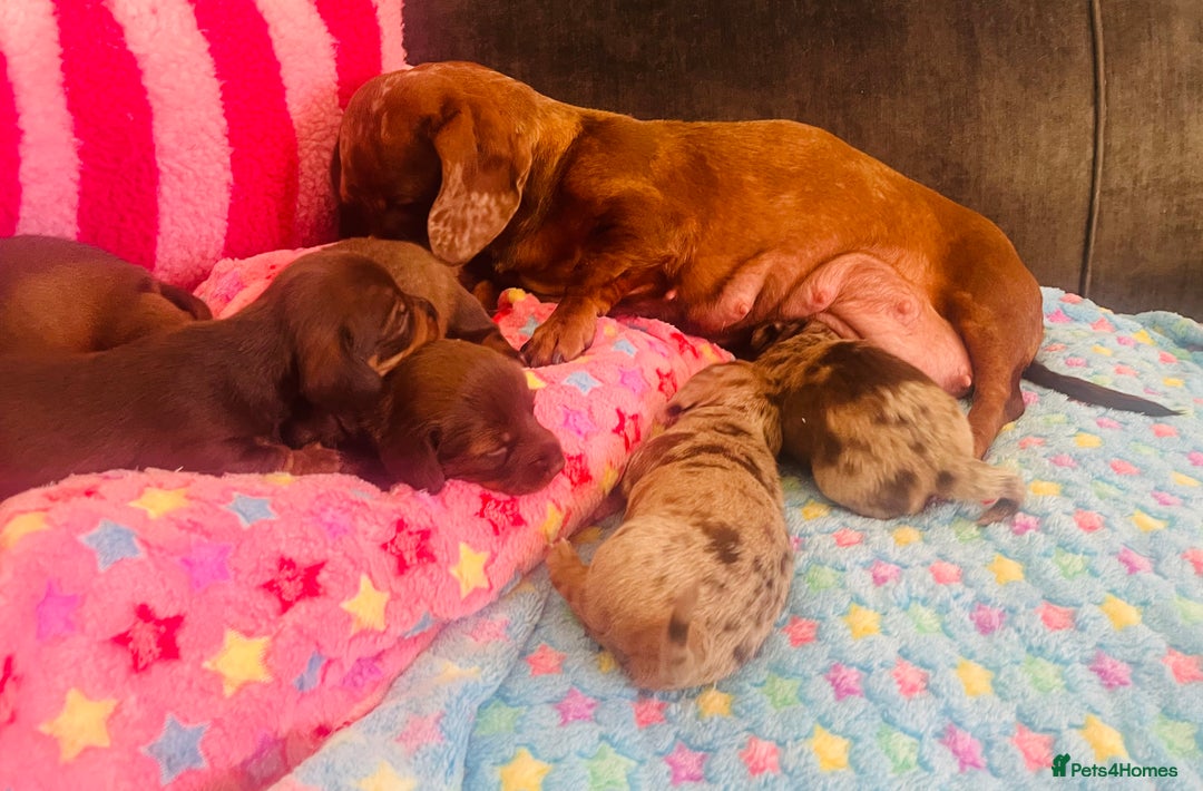 Miniature Dachshund dogs for sale: Stunning minature dachshund puppies - Image 28