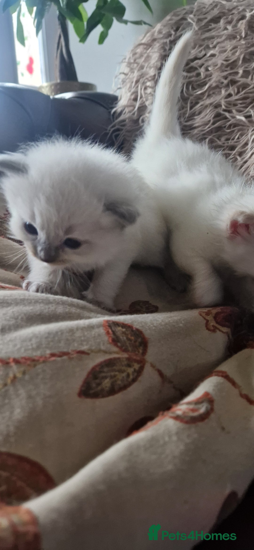 Ragdoll cats for sale: Ragdoll kittens looking for forever homes - Advert 8