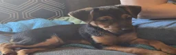 Yorkshire Terrier dogs for sale: 3 beautiful Yorkshire terriers puppies left - Advert 3