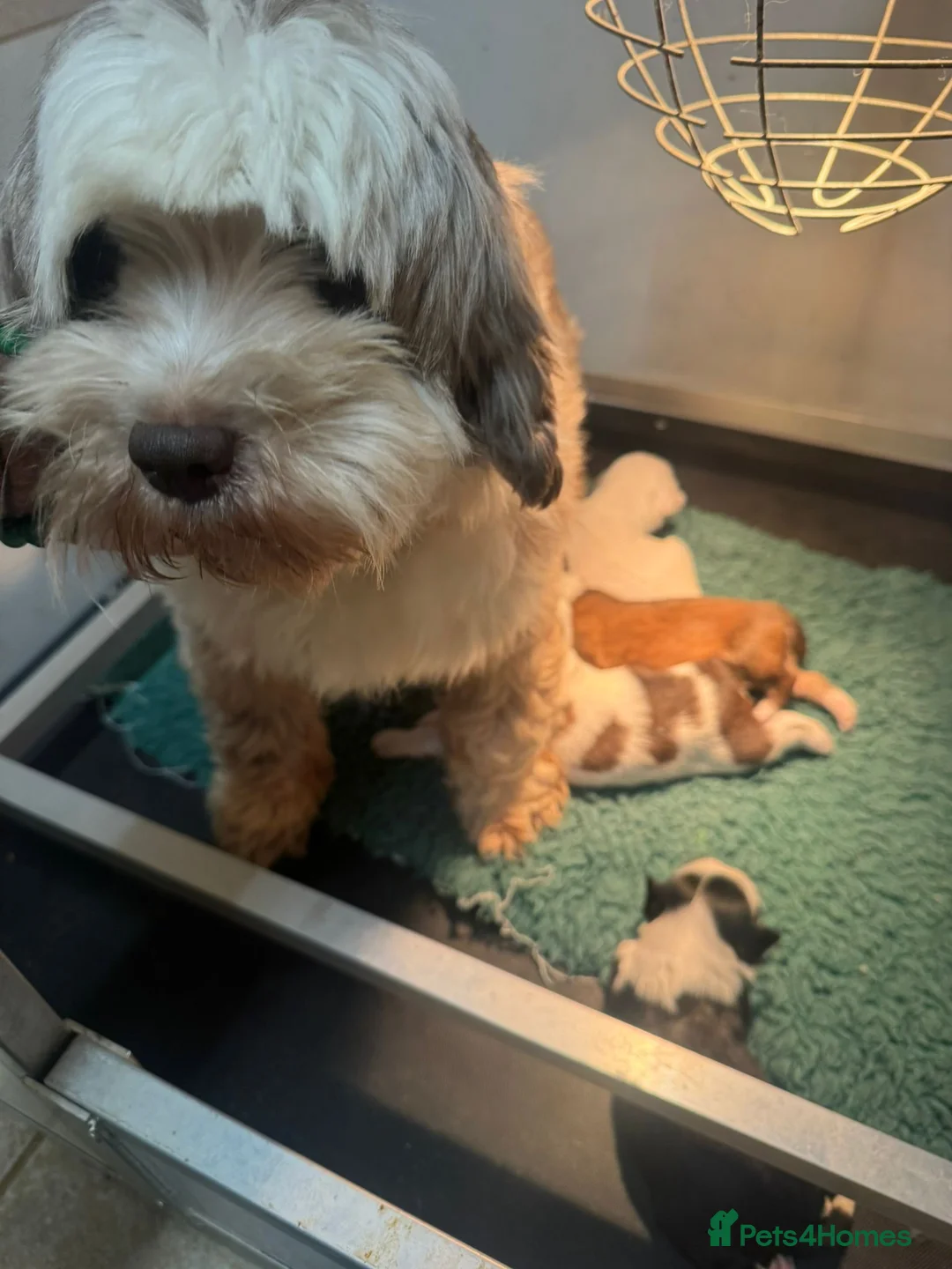 Tibetan Terrier dogs for sale: Beautiful Tibetan Terrrier puppies - Advert 1