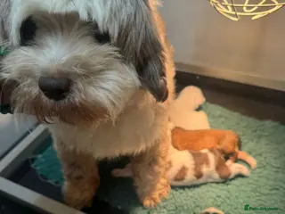 Tibetan Terrier dogs Beautiful Tibetan Terrrier puppies - Advert 1